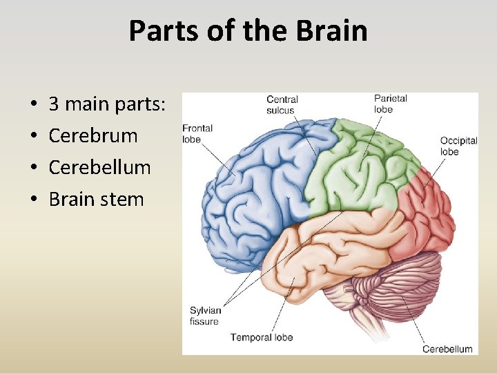 Parts of the Brain • • 3 main parts: Cerebrum Cerebellum Brain stem 