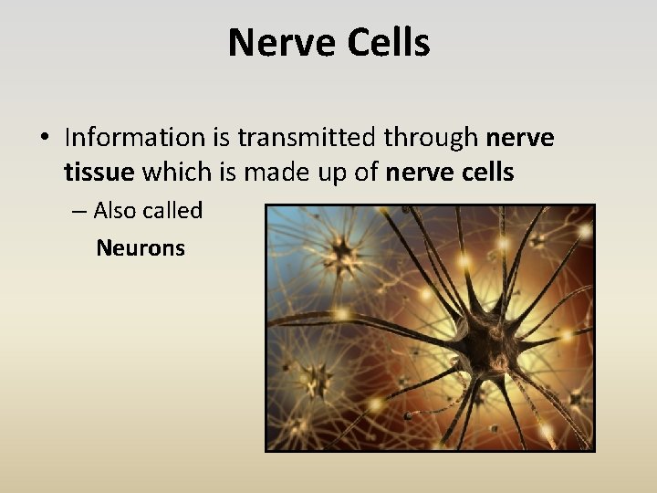 Nerve Cells • Information is transmitted through nerve tissue which is made up of