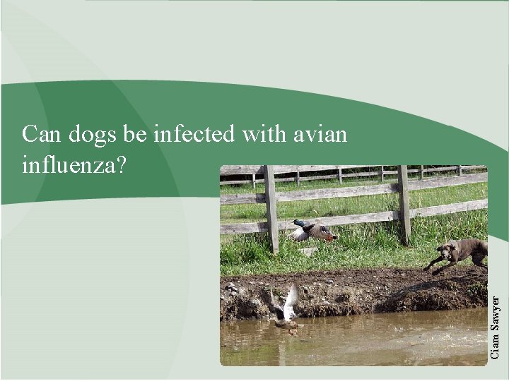 Ciam Sawyer Can dogs be infected with avian influenza? 