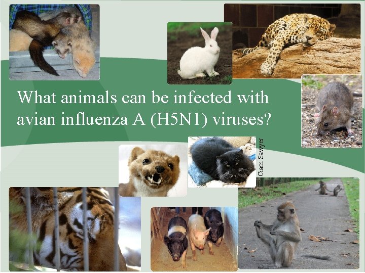 Ciam Sawyer What animals can be infected with avian influenza A (H 5 N