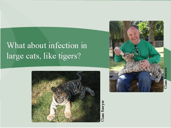 Ciam Sawyer What about infection in large cats, like tigers? 