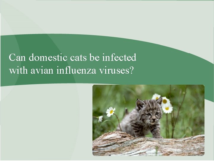 Can domestic cats be infected with avian influenza viruses? 