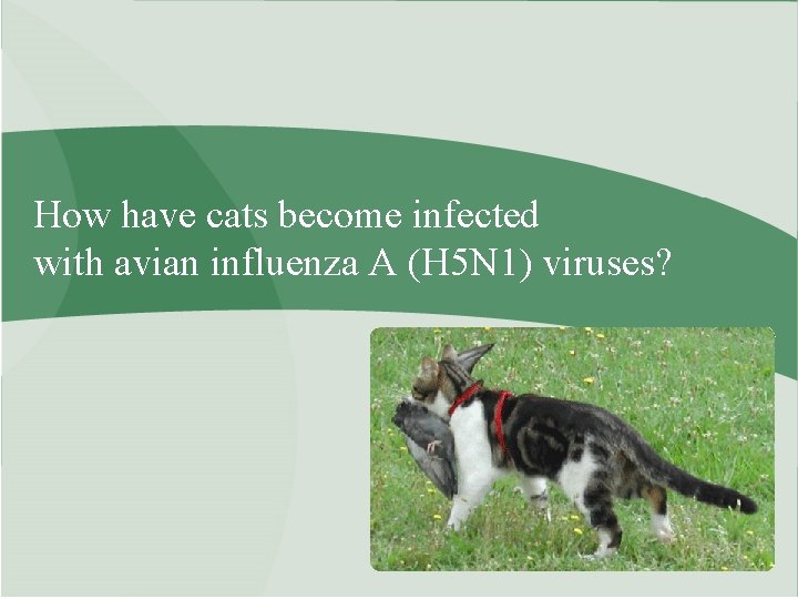 How have cats become infected with avian influenza A (H 5 N 1) viruses?