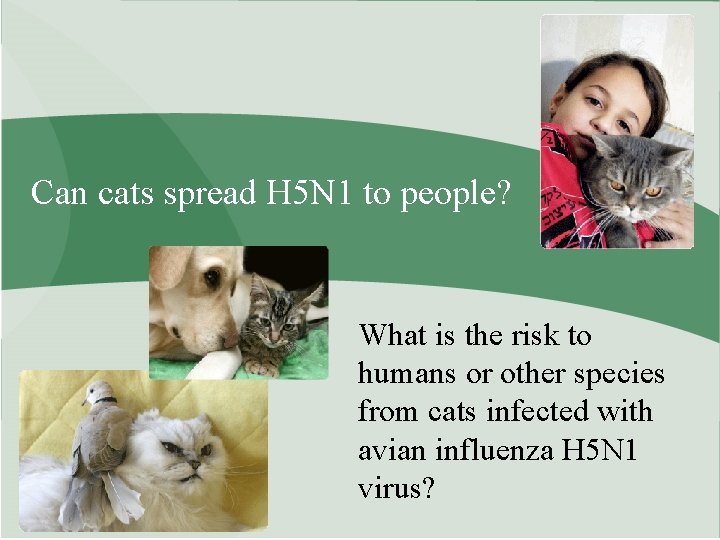 Can cats spread H 5 N 1 to people? What is the risk to