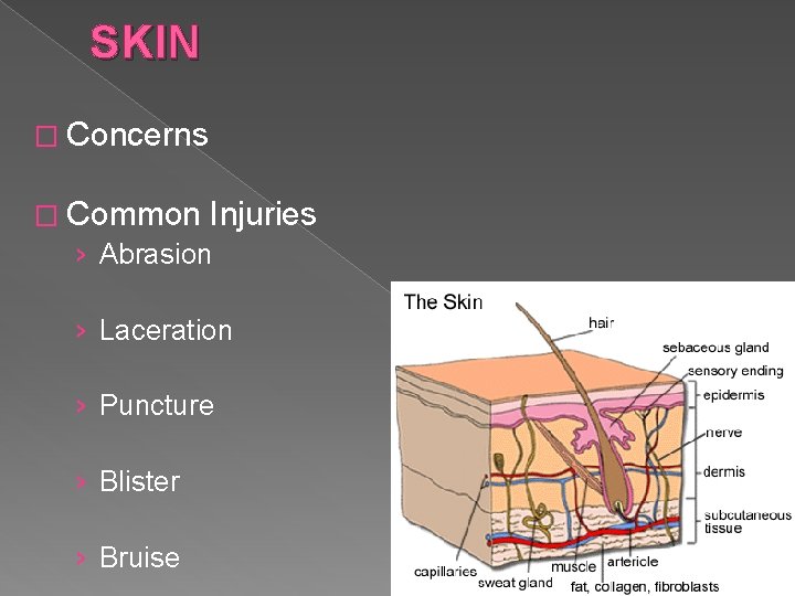 SKIN � Concerns � Common Injuries › Abrasion › Laceration › Puncture › Blister