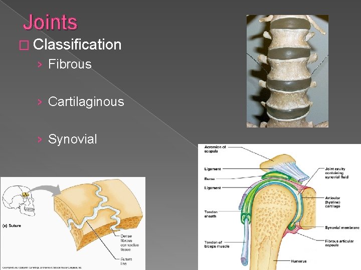 Joints � Classification › Fibrous › Cartilaginous › Synovial 