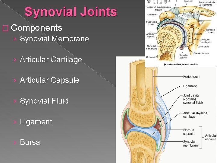 Synovial Joints � Components › Synovial Membrane › Articular Cartilage › Articular Capsule ›