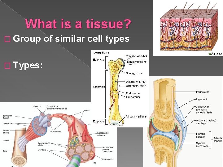What is a tissue? � Group � Types: of similar cell types 