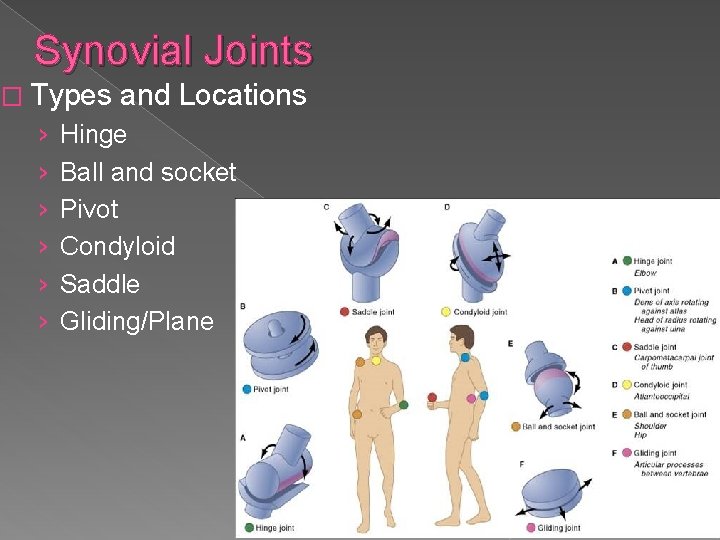 Synovial Joints � Types › › › and Locations Hinge Ball and socket Pivot