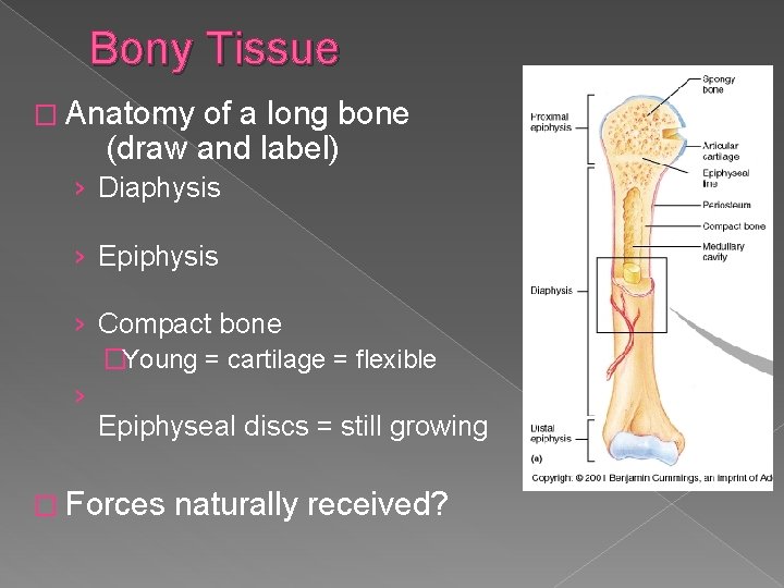 Bony Tissue � Anatomy of a long bone (draw and label) › Diaphysis ›