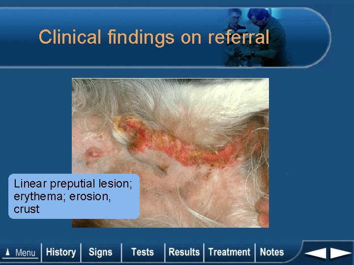 Clinical findings on referral Linear preputial lesion; erythema; erosion, crust 