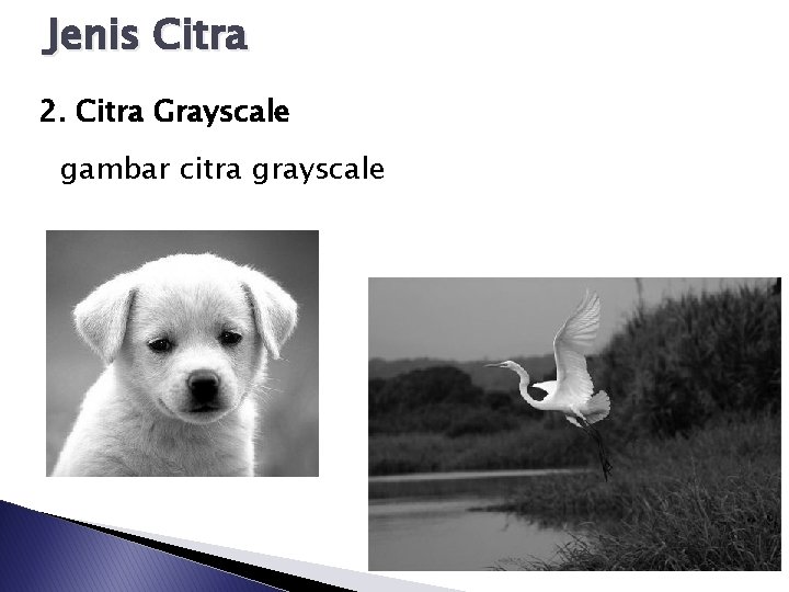 Jenis Citra 2. Citra Grayscale gambar citra grayscale 