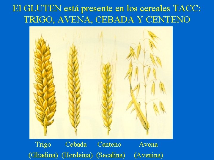 El GLUTEN está presente en los cereales TACC: TRIGO, AVENA, CEBADA Y CENTENO Trigo