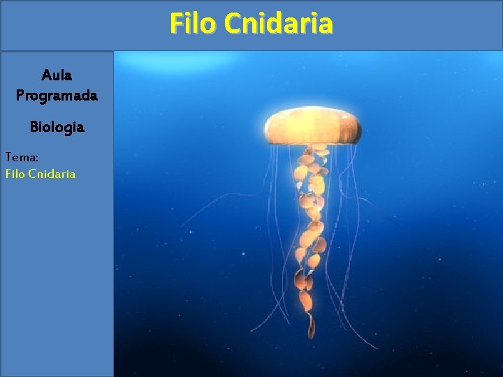 Filo Cnidaria Aula Programada Biologia Tema: Filo Cnidaria 