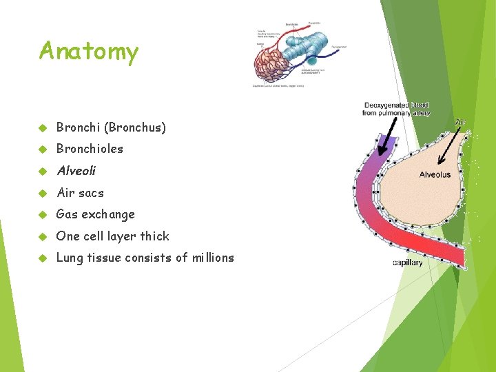 Anatomy Bronchi (Bronchus) Bronchioles Alveoli Air sacs Gas exchange One cell layer thick Lung