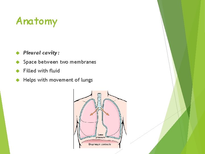 Anatomy Pleural cavity: Space between two membranes Filled with fluid Helps with movement of