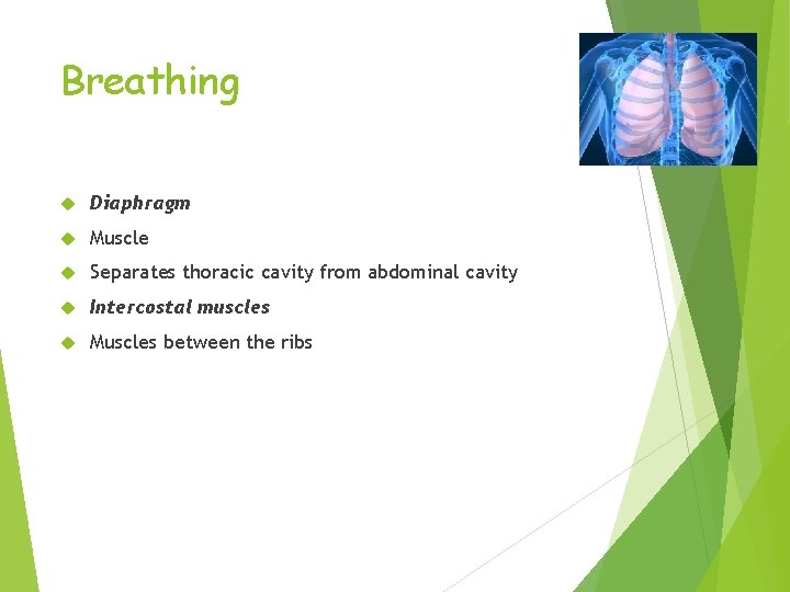 Breathing Diaphragm Muscle Separates thoracic cavity from abdominal cavity Intercostal muscles Muscles between the
