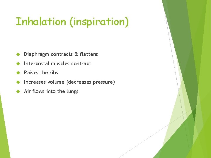 Inhalation (inspiration) Diaphragm contracts & flattens Intercostal muscles contract Raises the ribs Increases volume