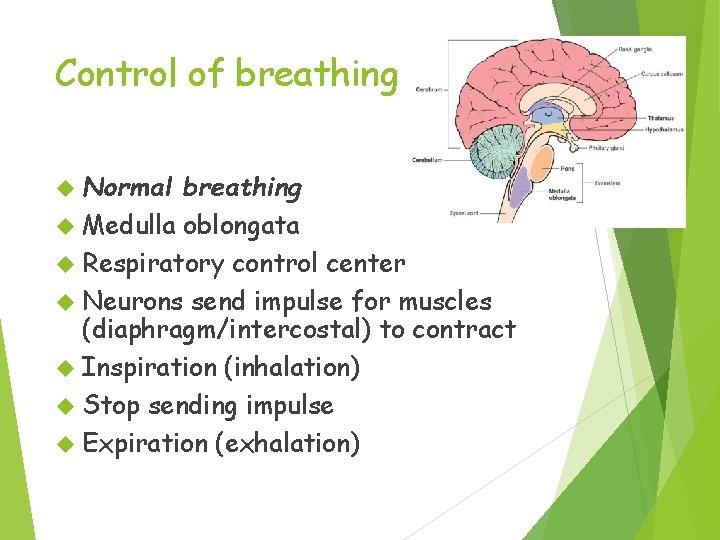 Control of breathing Normal breathing Medulla oblongata Respiratory control center Neurons send impulse for