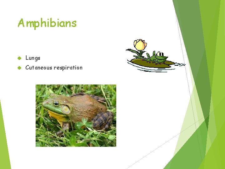 Amphibians Lungs Cutaneous respiration 