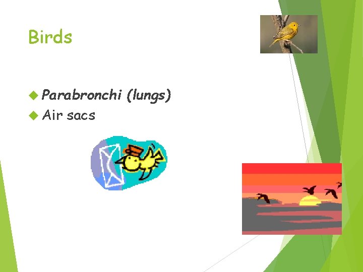 Birds Parabronchi Air sacs (lungs) 