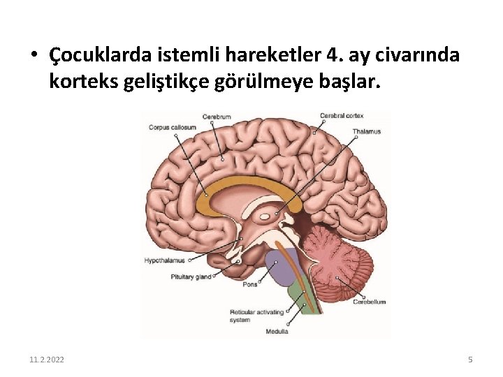  • Çocuklarda istemli hareketler 4. ay civarında korteks geliştikçe görülmeye başlar. 11. 2.