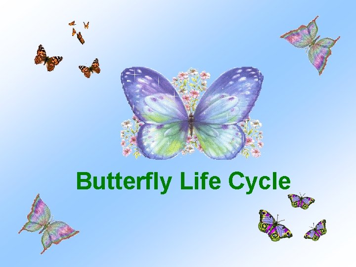 Butterfly Life Cycle 