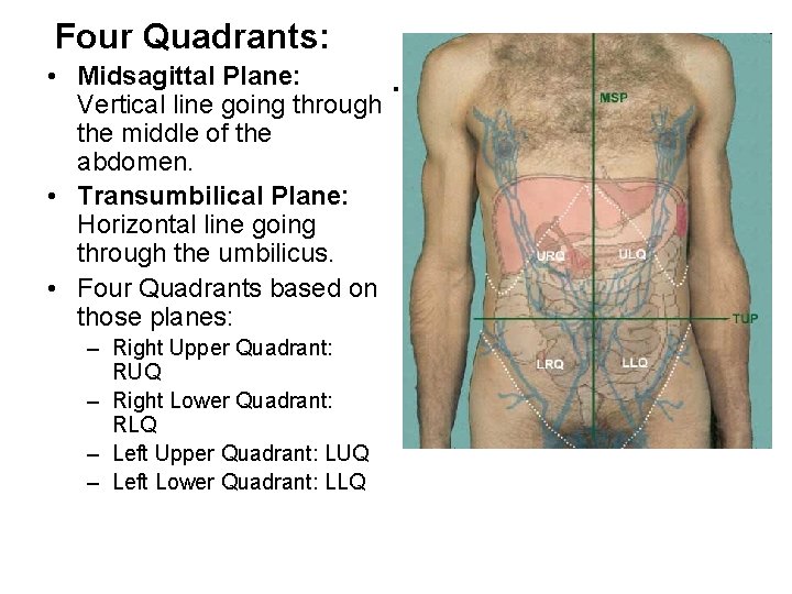 Four Quadrants: • Midsagittal Plane: Vertical line going through the middle of the abdomen.