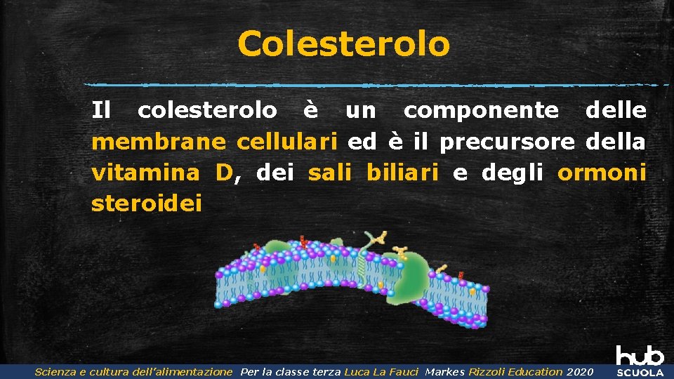 Colesterolo Il colesterolo è un componente delle membrane cellulari ed è il precursore della