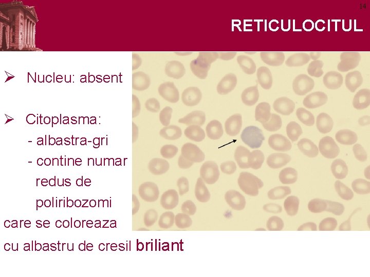 14 RETICULOCITUL Ø Nucleu: absent Ø Citoplasma: - albastra-gri - contine numar redus de