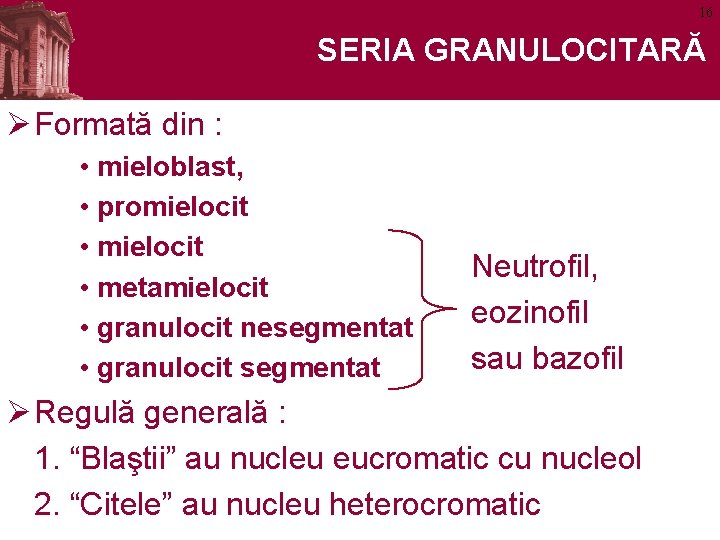 16 SERIA GRANULOCITARĂ Ø Formată din : • mieloblast, • promielocit • metamielocit •