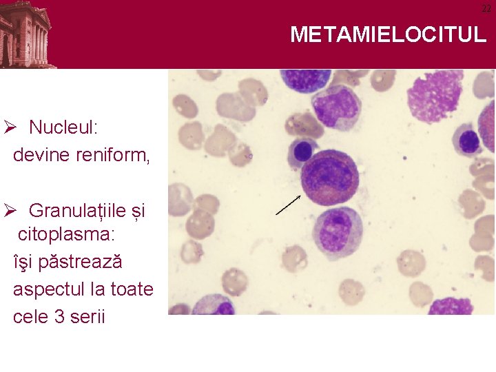 22 METAMIELOCITUL Ø Nucleul: devine reniform, Ø Granulațiile și citoplasma: îşi păstrează aspectul la