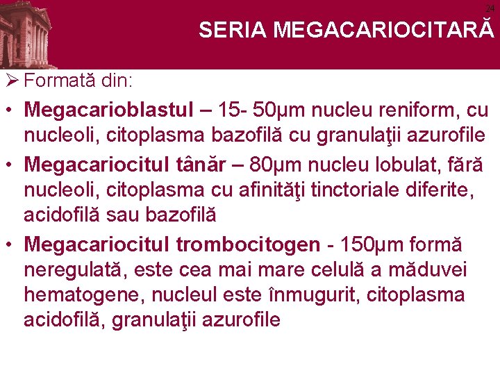 24 SERIA MEGACARIOCITARĂ Ø Formată din: • Megacarioblastul – 15 - 50µm nucleu reniform,