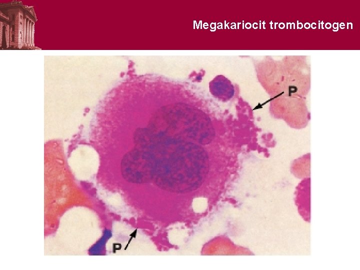 Megakariocit trombocitogen 