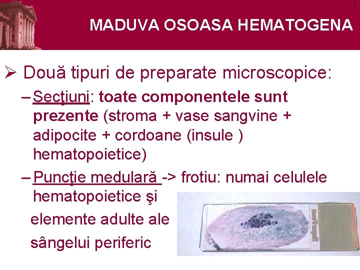 5 MADUVA OSOASA HEMATOGENA Ø Două tipuri de preparate microscopice: – Secţiuni: toate componentele