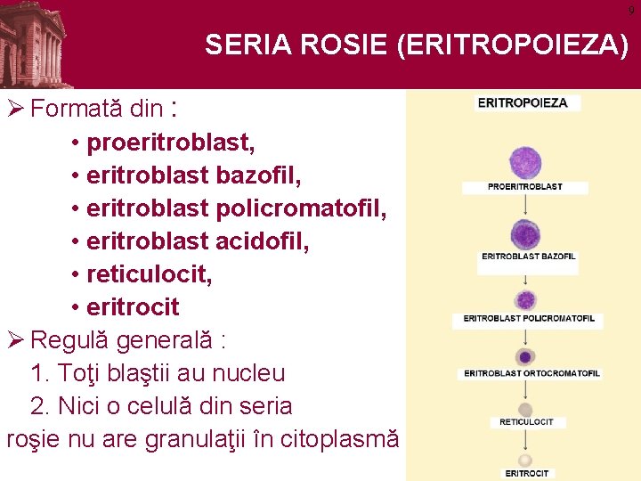 9 SERIA ROSIE (ERITROPOIEZA) Ø Formată din : • proeritroblast, • eritroblast bazofil, •