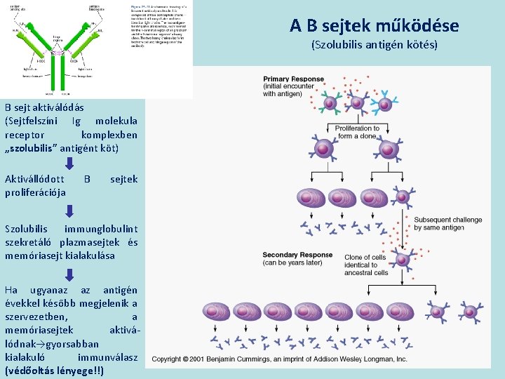 A B sejtek működése (Szolubilis antigén kötés) B sejt aktiválódás (Sejtfelszíni Ig molekula receptor