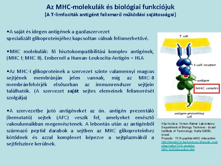 Az MHC-molekulák és biológiai funkciójuk (A T-limfociták antigént felismerő működési sajátosságai) • A saját