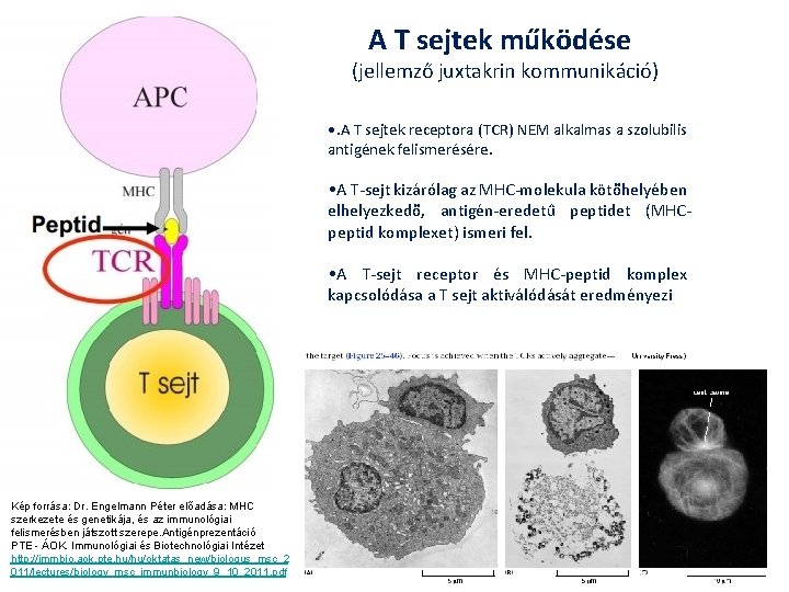 A T sejtek működése (jellemző juxtakrin kommunikáció) • . A T sejtek receptora (TCR)