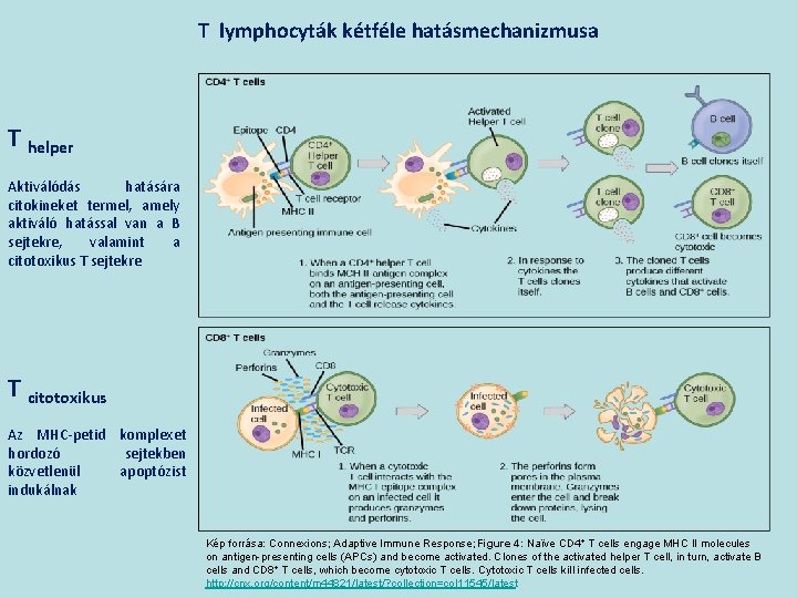 T lymphocyták kétféle hatásmechanizmusa T helper Aktiválódás hatására citokineket termel, amely aktiváló hatással van