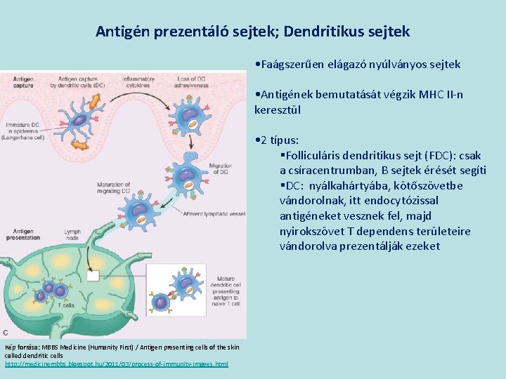 Antigén prezentáló sejtek; Dendritikus sejtek • Faágszerűen elágazó nyúlványos sejtek • Antigének bemutatását végzik