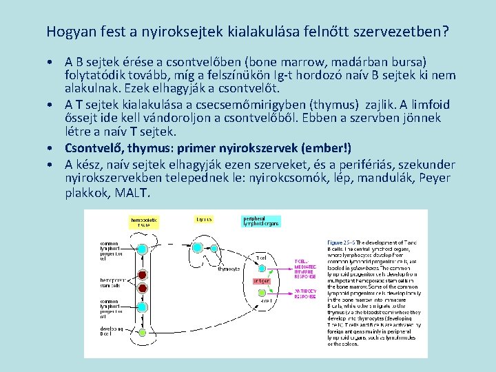 Hogyan fest a nyiroksejtek kialakulása felnőtt szervezetben? • A B sejtek érése a csontvelőben