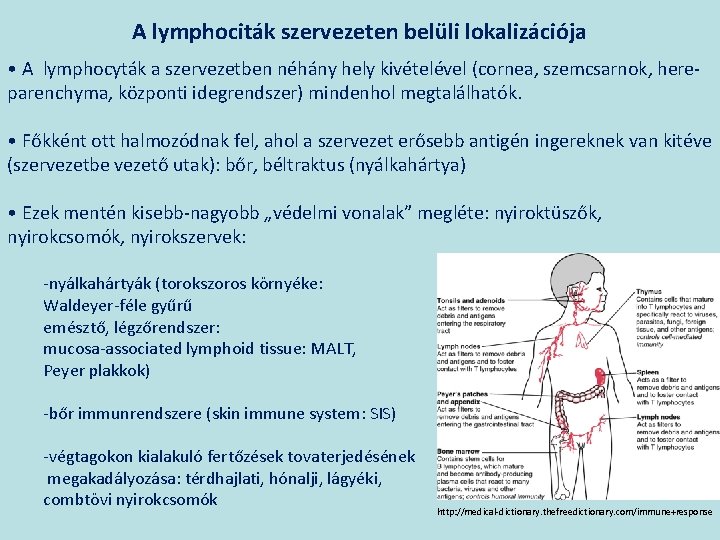 A lymphociták szervezeten belüli lokalizációja • A lymphocyták a szervezetben néhány hely kivételével (cornea,