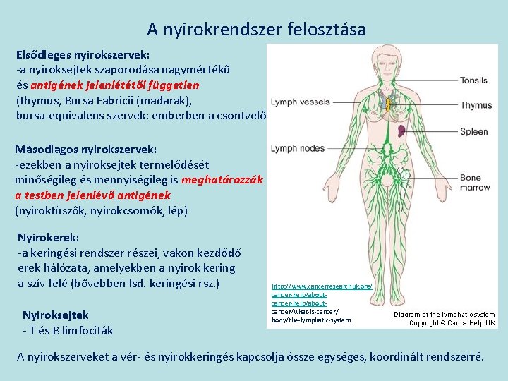 A nyirokrendszer felosztása Elsődleges nyirokszervek: -a nyiroksejtek szaporodása nagymértékű és antigének jelenlététől független (thymus,