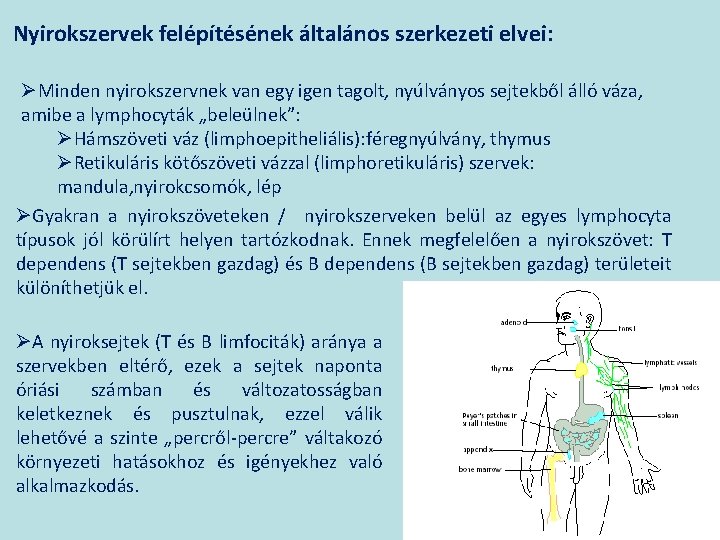 Nyirokszervek felépítésének általános szerkezeti elvei: ØMinden nyirokszervnek van egy igen tagolt, nyúlványos sejtekből álló