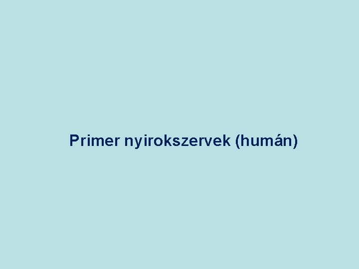 Primer nyirokszervek (humán) 