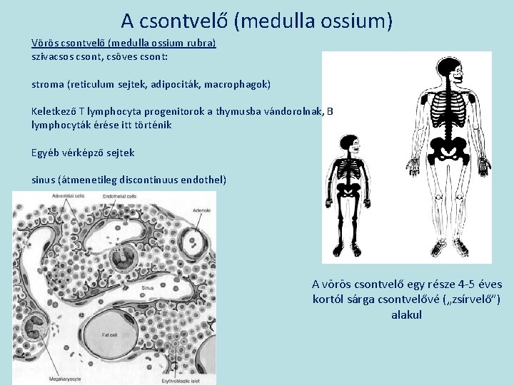 A csontvelő (medulla ossium) Vörös csontvelő (medulla ossium rubra) szivacsos csont, csöves csont: stroma