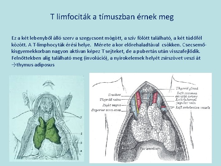 T limfociták a tímuszban érnek meg Ez a két lebenyből álló szerv a szegycsont