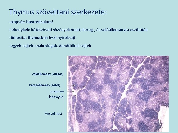 Thymus szövettani szerkezete: -alapváz: hámreticulum! -lebenykék: kötőszöveti sövények miatt; kéreg-, és velőállományra oszthatók -timocita: