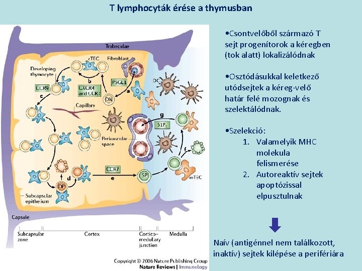 T lymphocyták érése a thymusban • Csontvelőből származó T sejt progenítorok a kéregben (tok